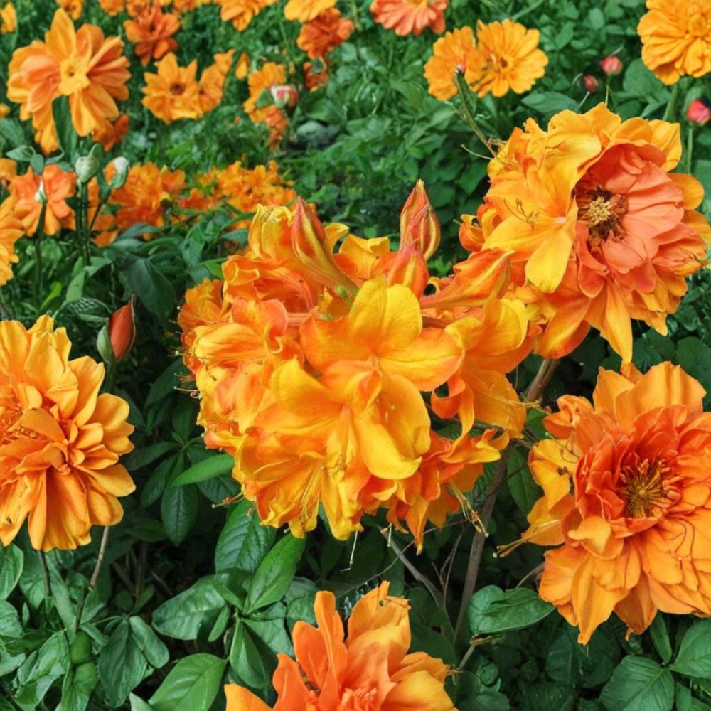 Klondyke Azalea – Hardy Golden Yellow Flowering Shrub in 2 Gallon Pot
