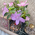 Korean Azalea Poukhanense – Cold Hardy Evergreen Shrub with Lavender Blooms | 1 Gallon Pot