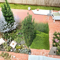 Columnar Plum Yew Fastigiata – Evergreen Shrub in 4 Inch Pot | Cephalotaxus harringtonia