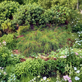 Thuja plicata ‘Whipcord’ Live Evergreen Conifer | Weeping Dwarf Western Red Cedar | #2 Container Grown