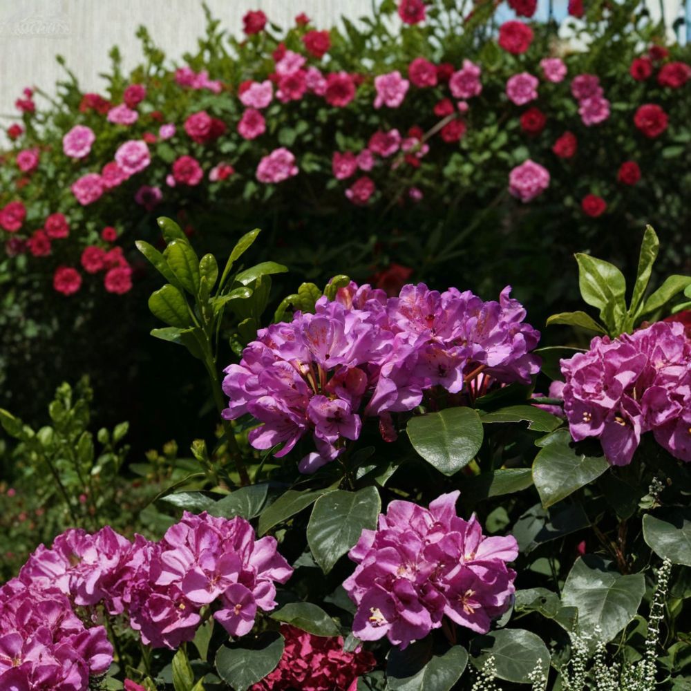 Rhododendron ‘Daphnoides’ Live Evergreen Shrub | Purple Blooming, Cold Hardy | #2 Container