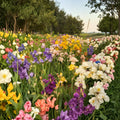 Wholesale Bearded Iris Variety Pack – 50 Live #1 Grade Rhizomes | Mixed Colors | Hardy Perennial Flower Bulbs