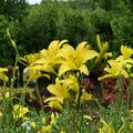 Hyperion Daylily - 3 Live Bare Root Plants | Fragrant Yellow Hemerocallis | Hardy Perennial Flower