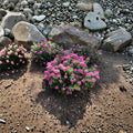 Spiraea Poprocks® Petite ‘Odessa’ Live Shrub | Reblooming Pink Spirea in #3 Container