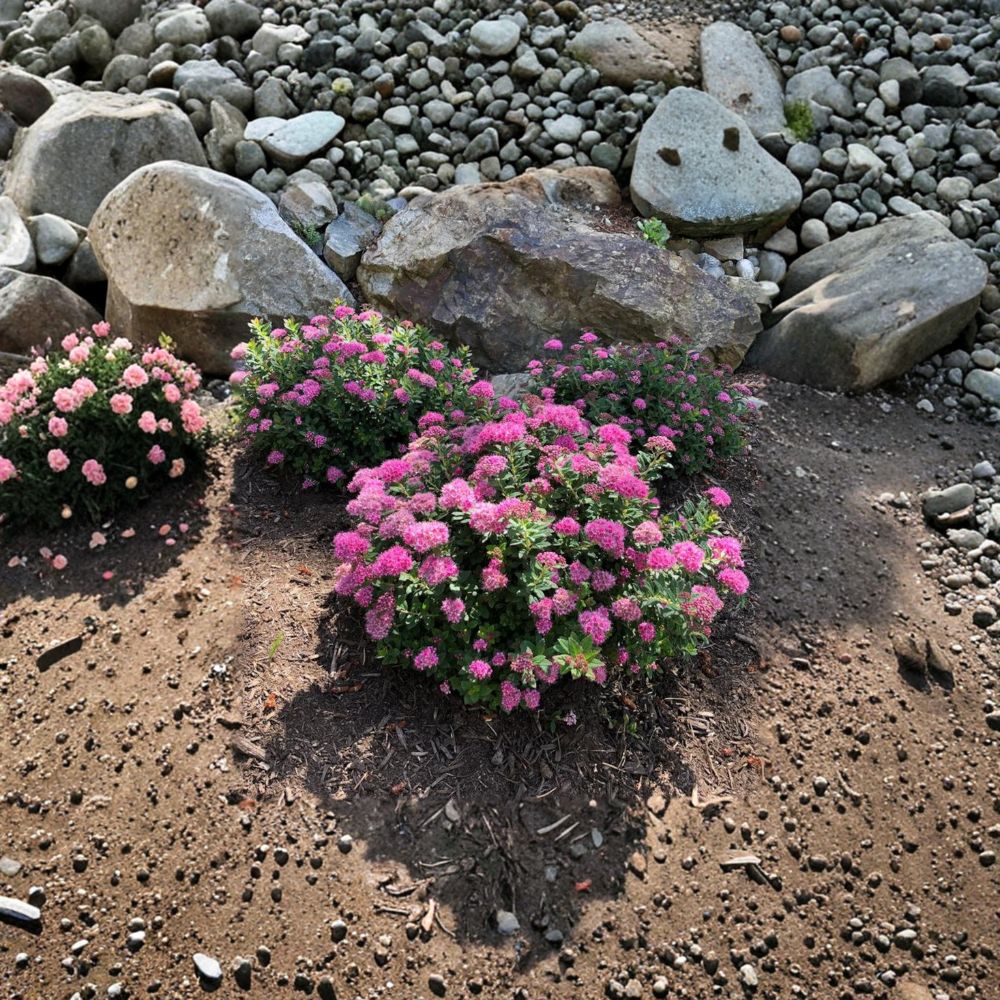 Spiraea Poprocks® Petite ‘Odessa’ Live Shrub | Reblooming Pink Spirea in #3 Container