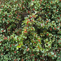 Old Heavy Berry American Holly – Female Evergreen Shrub with Red Berries | Quart Pot Plant