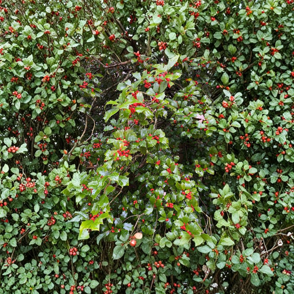 Old Heavy Berry American Holly – Female Evergreen Shrub with Red Berries | Quart Pot Plant