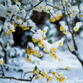 Wintersweet Tree – Chimonanthus praecox Live Plant | Fragrant Winter Blooming Shrub in Nursery Pot