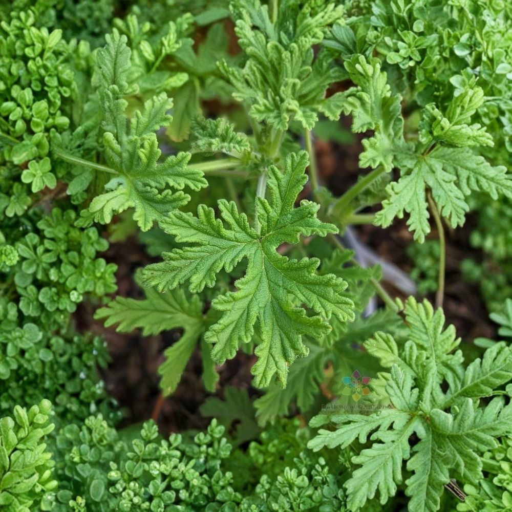 Citrosa Geranium Seeds – Mosquito Plant Pelargonium | Lemon Scented Foliage | 25+ Seeds