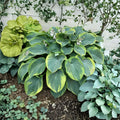 Terms of Endearment Hosta - Bare Root 3 Inch Starter Plant | Blue Green Variegated Shade Perennial