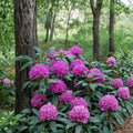 Rhododendron ‘English Roseum’ Live Evergreen Shrub | Cold Hardy Pink Purple Blooms | Field Grown 12–15 Inches Wide
