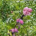 French Improved Prune Tree – Prunus domestica Live Fruit Tree | 3 Feet Tall | Self Fertile European Plum