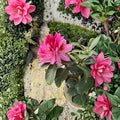 Rhododendron ‘Todmorden’ Evergreen Shrub | Large Pink Spring Blooms | Cold Hardy #3 Container Plant