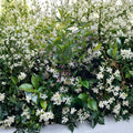 Star & Pink Jasmine Cuttings Combo – Organic Climbing Vines | 21 Unrooted Cuttings
