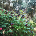 Ohio Treasure Black Raspberry Plant | Everbearing Sweet Black Raspberry | Zones 3-8
