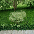 Elegantissima Red Twig Dogwood - Variegated Cornus alba Shrub in 4 Inch Pot