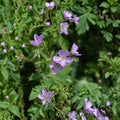 Wild Geranium Bare Roots 10 Pack | Native Shade Perennial Woodland Wildflower