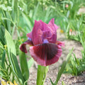 Cat’s Eye Bearded Iris – 3 Live Rhizomes | Rose Red Perennial Garden Plant | Hardy Spring Iris
