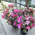 Rhododendron ‘Checkmate’ Live Evergreen Shrub | Lavender Pink PJM Rhododendron | #2 Container Grown