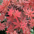 Acer palmatum ‘Red Baron’ Live Japanese Maple | Upright Red Ornamental Tree | Seasonal Color Changing Acer