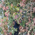 Acer palmatum ‘Uzen Nishiki’ Live Japanese Maple | Rare Variegated Pink & White Foliage | #1 Container Grown