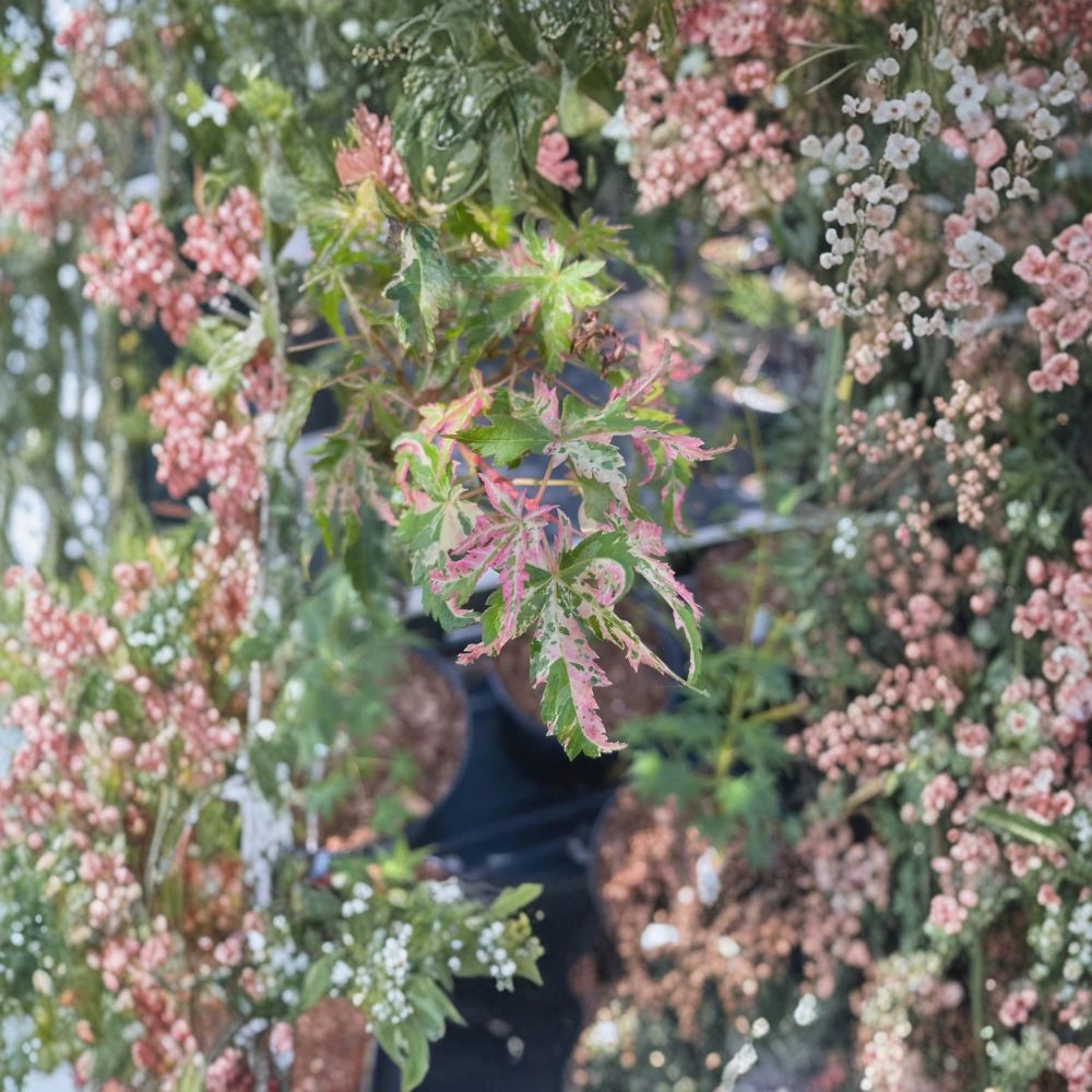 Acer palmatum ‘Uzen Nishiki’ Live Japanese Maple | Rare Variegated Pink & White Foliage | #1 Container Grown