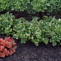 Wheee! Hosta – Bare Root Shade Perennial with Ruffled Variegated Foliage | 3 Inch Starter Plant