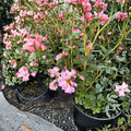 Rhododendron ‘Pink Snowflakes’ Live Evergreen Shrub | Early Blooming Pink & White Flowers | #1 Container Grown