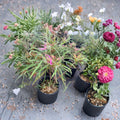 Spider Azalea Live Evergreen Shrub | Rhododendron stenopetalum | Rare Pink Spider Bloom Azalea | #2 Container