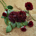 Rhododendron ‘Black Widow’ Evergreen Shrub with Dark Red Almost Black Blooms | #2 Container Grown
