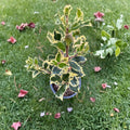 Argentea Marginata English Holly – Variegated Evergreen Shrub with Red Berries | 4 Inch Pot