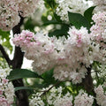 Beauty of Moscow Lilac - Syringa vulgaris ‘Krasavitsa Moskvy’ Live Flowering Shrub in 4 Inch Pot