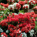 Azalea ‘Girard’s Hot Shot’ Live Evergreen Azalea | Red Orange Blooming Shrub | Compact Cold Hardy Plant