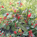Red Sprite Winterberry Holly - Live Dwarf Shrub in 4 Inch Pot | Ilex verticillata with Bright Red Berries