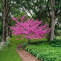 Eastern Redbud Tree – Cercis canadensis Live Tree | 2–3 Feet Tall | Nursery Pot Included