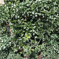 Blue Prince Holly - Male Evergreen Ilex x meserveae in 1 Gallon Pot
