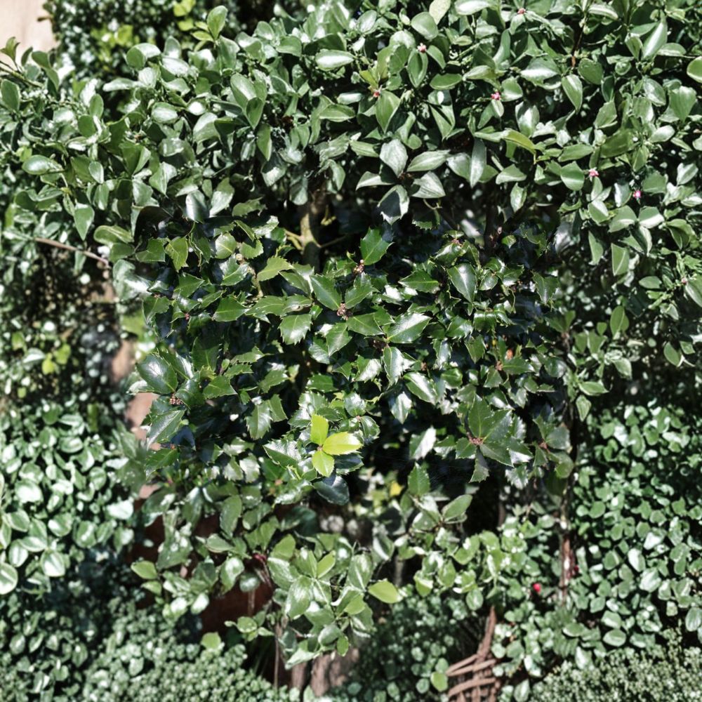 Blue Prince Holly - Male Evergreen Ilex x meserveae in 1 Gallon Pot