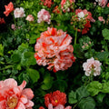 Orange & White Geranium Seeds – 10 Pack | Pelargonium Bicolor Blooms for Garden & Containers