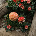 Rhododendron ‘Seaview Sunset’ Evergreen Shrub | Orange & Yellow Blooms | Compact Container Grown