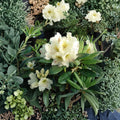 Rhododendron ‘New Century’ – Evergreen Shrub with Yellow Green Blooms | Cold Hardy Rhododendron in #1 Container