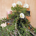 Monsonia vanderietiae Seeds – Rare Succulent Caudex Geranium Relative with White Pink Flowers