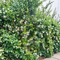 Asian Star Jasmine Live Plants – Trachelospermum asiaticum | Lot of 10 Evergreen Vines