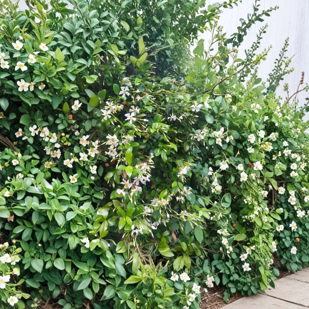 Asian Star Jasmine Live Plants – Trachelospermum asiaticum | Lot of 10 Evergreen Vines