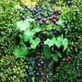 Alachua Muscadine Grape Vine – Live Rooted Self-Pollinating Plant for Zones 7–11