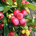 Blueberry Pink Lemonade Live Berry Bush | Pink Fruiting Blueberry Plant in #3 Container