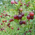 Pixwell Gooseberry Live Rooted Plant | Cold Hardy Self-Pollinating Berry Shrub Zones 3-8