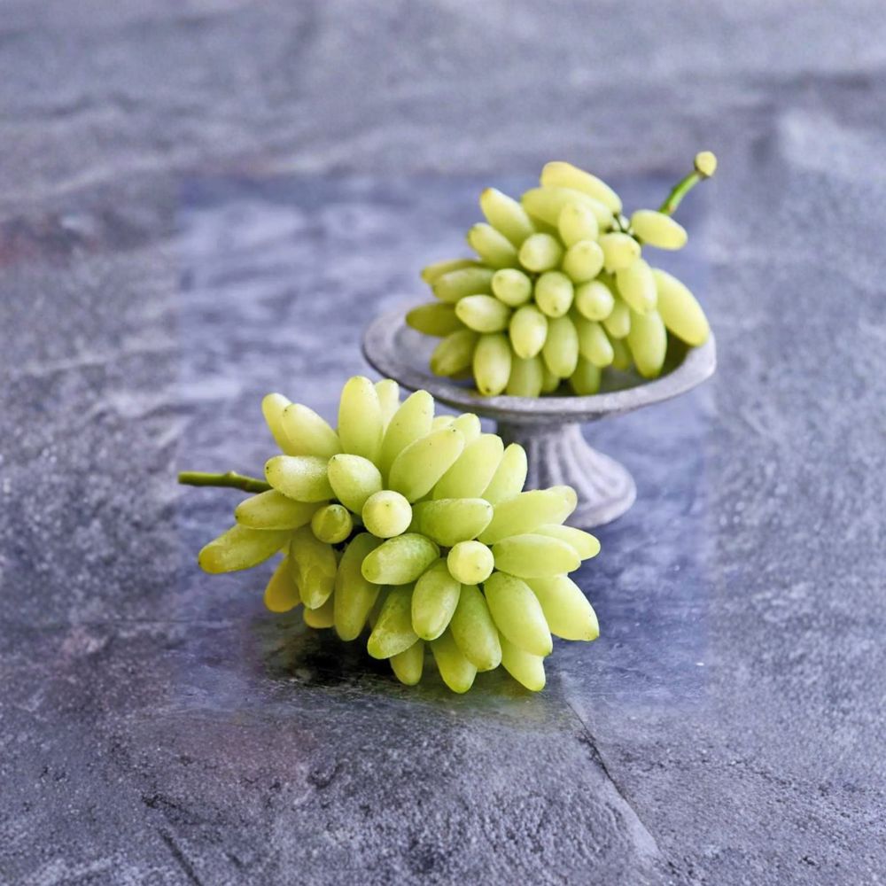 Japanese Gold Finger Grape Plant – Vitis vinifera Live Vine with Nursery Pot