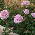 Blue Girl Hybrid Tea Rose Live Plant - 1 Gallon Mauve Lavender Rose Bush