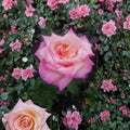 Kordes Perfecta Hybrid Tea Rose Live Plant - 2 Gallon Everblooming Cream & Pink Rose Bush