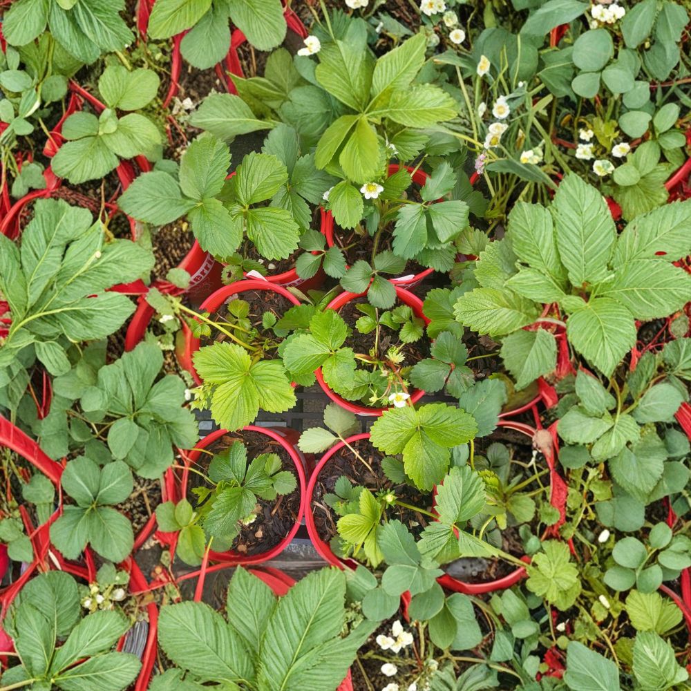 Wild Alaska Strawberry Pups – Set of 5 Rooted Fragaria spp. Plants for Garden & Containers
